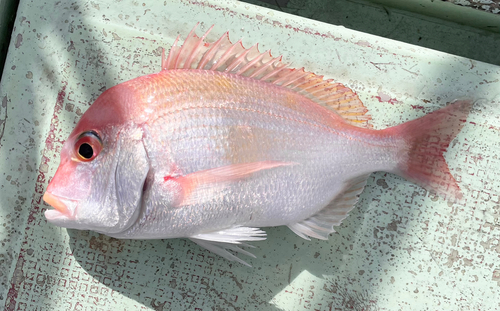 レンコダイの釣果