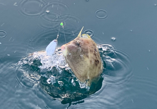 カワハギの釣果