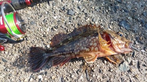 カサゴの釣果