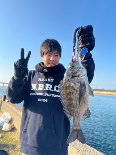 クロダイの釣果