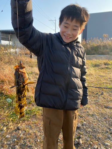 タケノコメバルの釣果