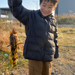 タケノコメバル