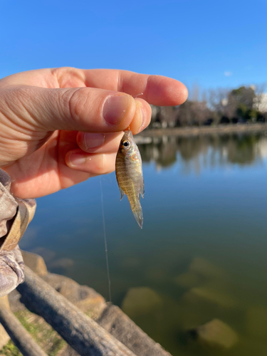 ブルーギルの釣果