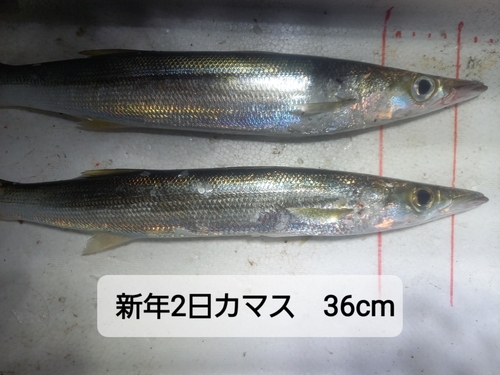 カマスの釣果