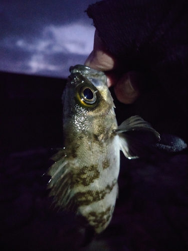 アカメバルの釣果