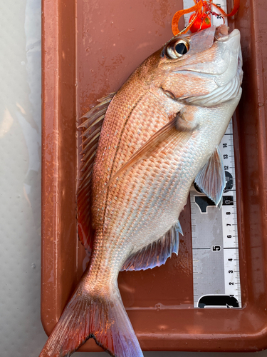 マダイの釣果