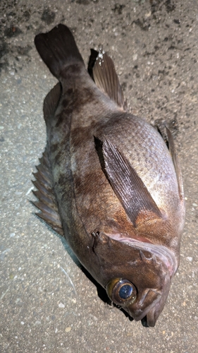 シロメバルの釣果