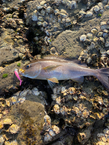 イサキの釣果