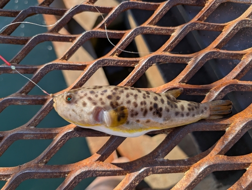 フグの釣果