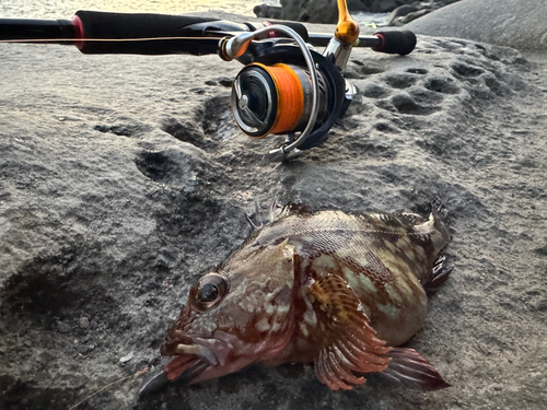 カサゴの釣果