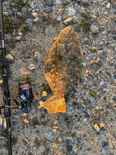 ヒラメの釣果