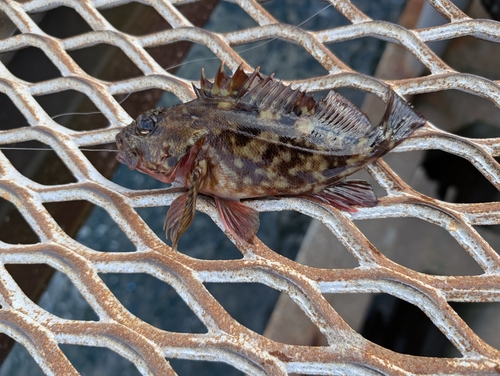 カサゴの釣果