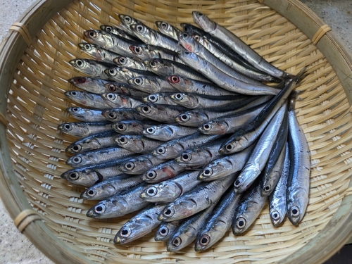 カタクチイワシの釣果