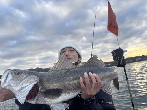 スズキの釣果