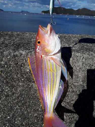 オオモンハタの釣果