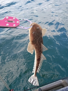 マゴチの釣果