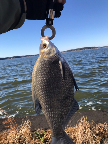 ダントウボウの釣果