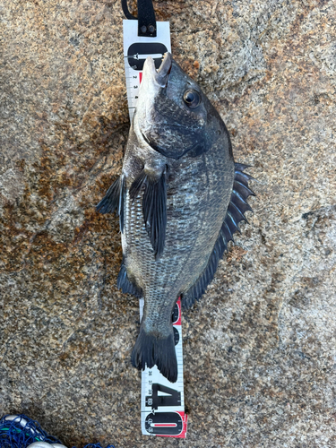 クロダイの釣果