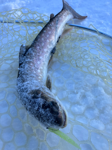 アメマスの釣果