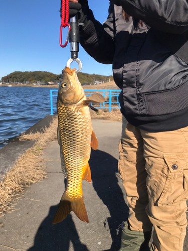 コイの釣果