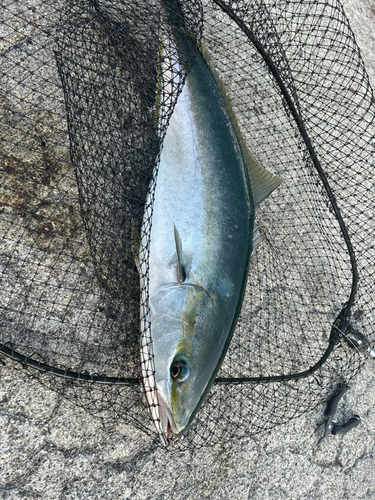 ハマチの釣果