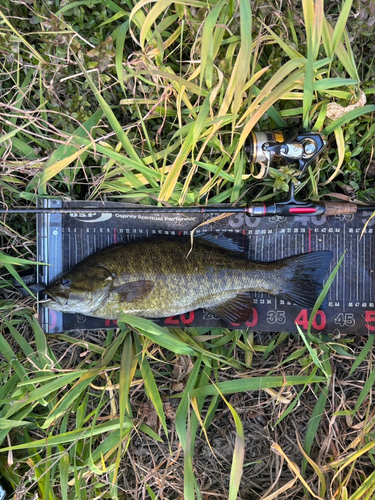 スモールマウスバスの釣果