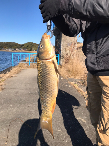 コイの釣果