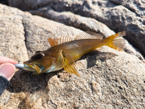 アナハゼの釣果