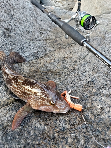 アイナメの釣果