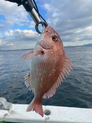 マダイの釣果