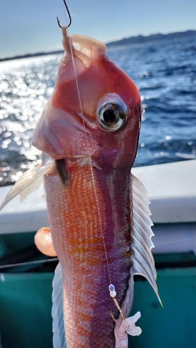 アマダイの釣果