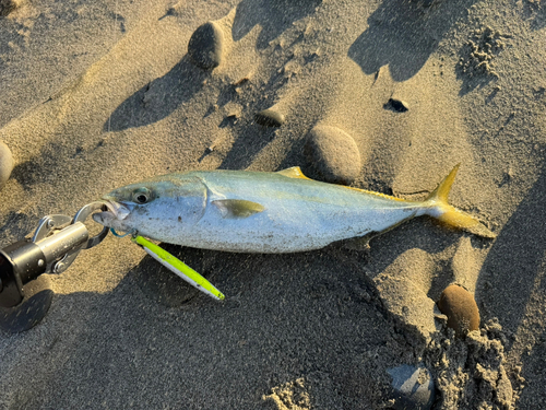 イナダの釣果