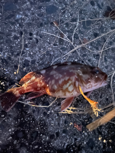 カサゴの釣果