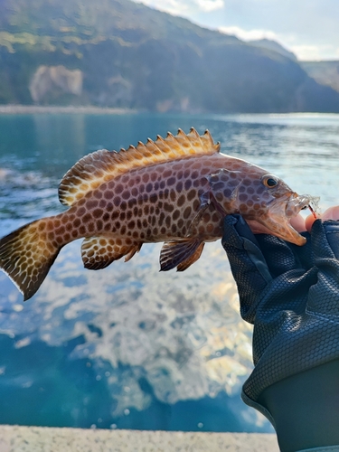 オオモンハタの釣果