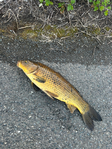 コイの釣果