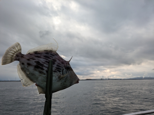 カワハギの釣果