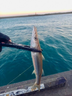 カマスの釣果