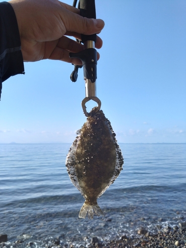 ヒラメの釣果