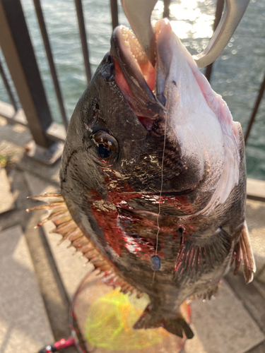 チヌの釣果