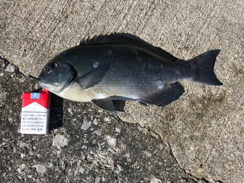 クロの釣果