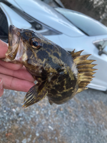 タケノコメバルの釣果