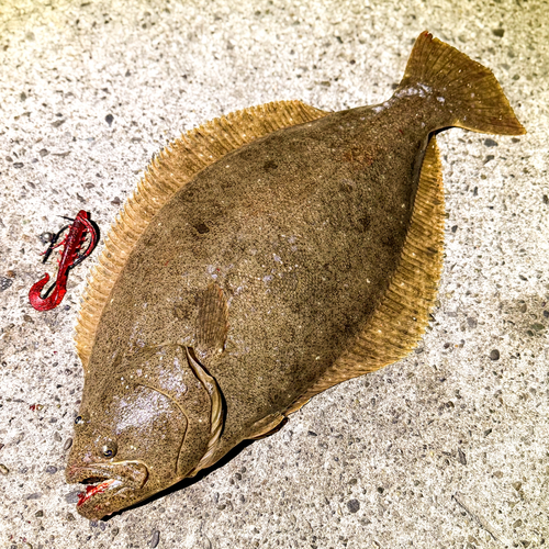 ヒラメの釣果