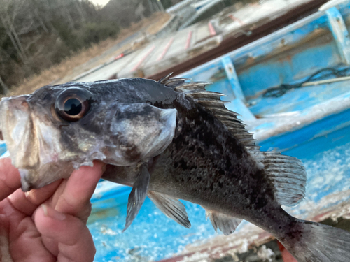 クロソイの釣果