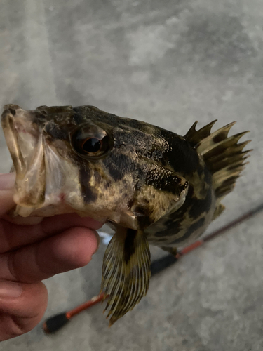 タケノコメバルの釣果