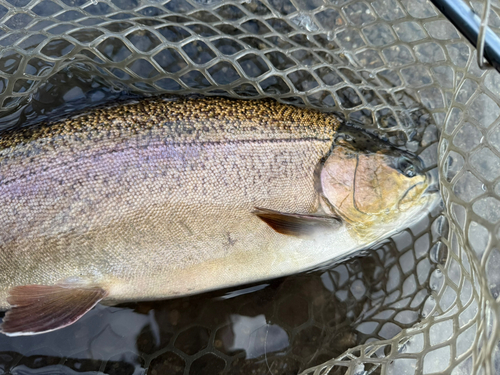 ニジマスの釣果