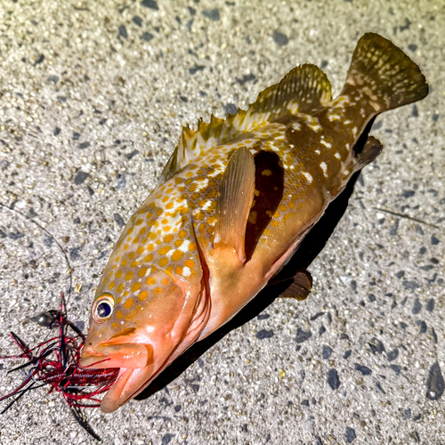 アコウの釣果