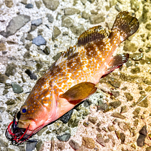 アコウの釣果