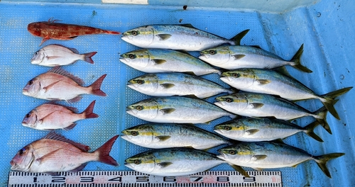 マダイの釣果