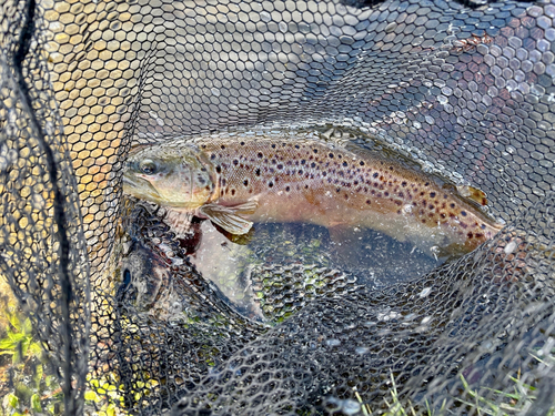 ブラウントラウトの釣果