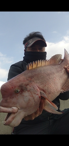 コブダイの釣果